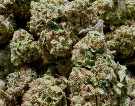 Premium Hemp Flower-White Guava